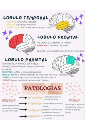 lobulos-del-cerebro.pdf