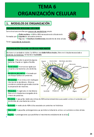 TEMA-6-ORGANIZACION-CELULAR.pdf