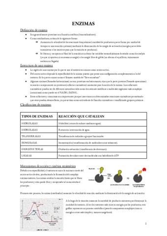 ENZIMAS.pdf