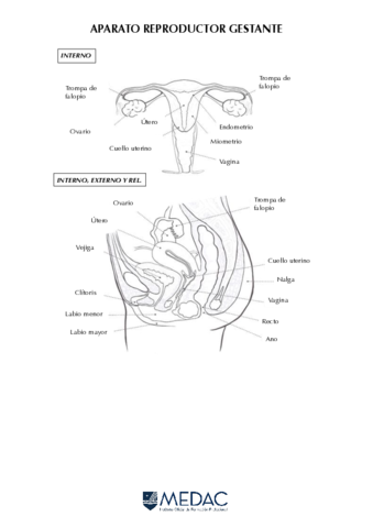 APARATO-REPRODUCTOR-GESTANTE.pdf