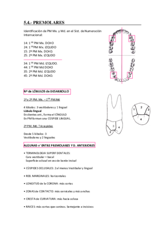Premolares.pdf