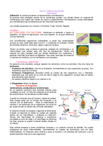 tema-4-eucariotas.pdf