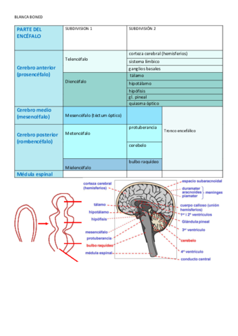 Tabla-partes-del-encefalo-Fisiologia.pdf