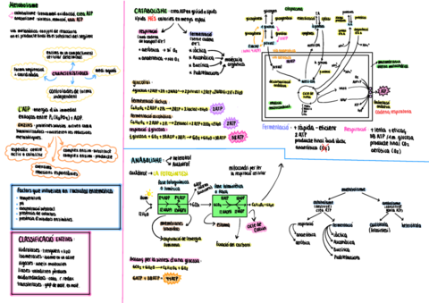 Metabolisme.pdf