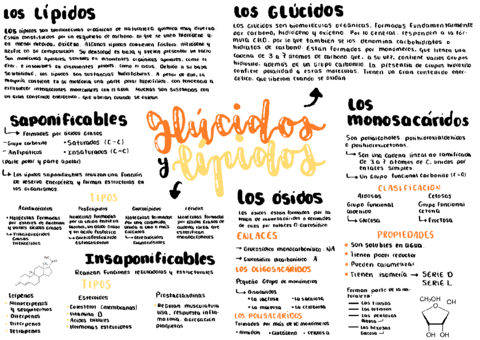 ESQUEMA LÍPIDOS Y GLÚCIDOS.pdf