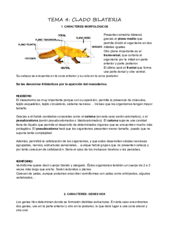 T4Clado-Bilateria.pdf