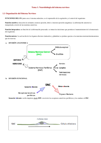 Tema-1-Neurobiologia-del-sistema-nervioso.pdf