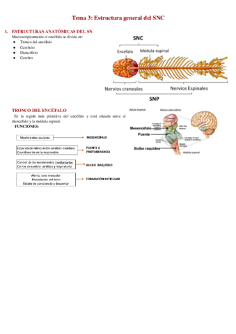 Tema-3-Estructura-general-del-SNC.pdf