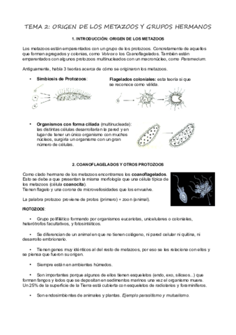 T2Origen-de-Metazoos.pdf