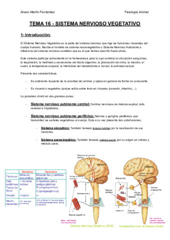 TEMA-16-SISTEMA-NERVIOSO-VEGETATIVO.pdf