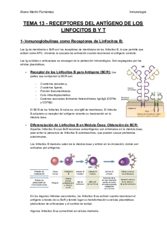 TEMA-13-RECEPTORES-DEL-ANTIGENO-DE-LOS-LINFOCITOS-B-Y-T.pdf