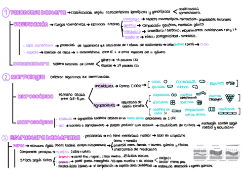 Tema-2-Tecnicas-de-Tincion-Y-Observacion-.pdf