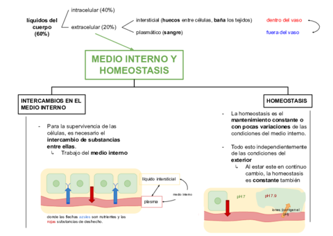 Medio-interno-y-homeostasis.pdf
