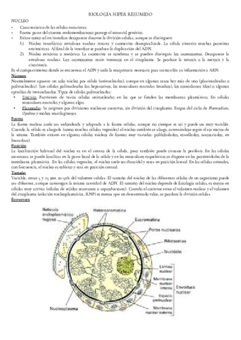 biologia-hiper-resumido.pdf