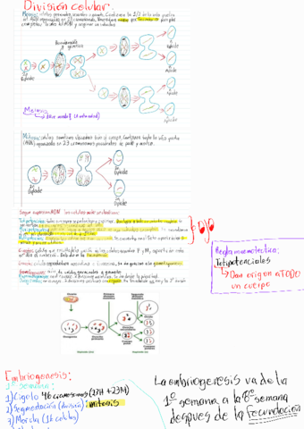 T2-Embriologia.pdf