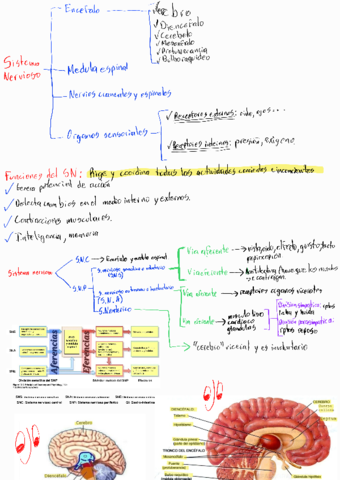 T3-T4-SN-central-y-periferico.pdf