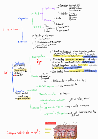 T5-S-Tegumentario.pdf