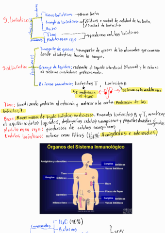 T6-S-Linfatico-e-inmunitario.pdf