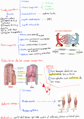 T6-Sistema-cardiocirculatorio.pdf