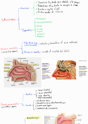 T7-Sistema-respiratorio.pdf