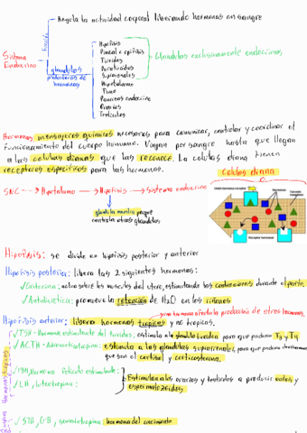 T9-Sistema-endocrino.pdf