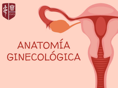 ANATOMIA-GINECOLOGICA.pdf