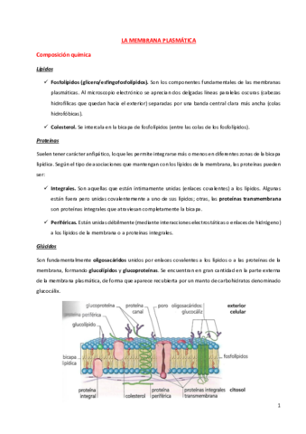 ENVOLTURAS-CELULARES.pdf