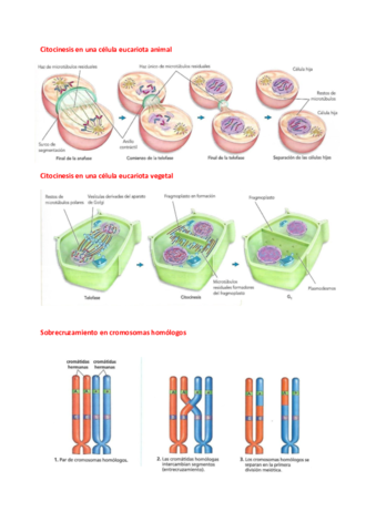 DIVISION-CELULAR-IMAGENES-Y-TABLA-COMPARATIVA.pdf