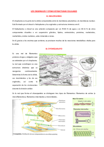 ORGANULOS-Y-ESTRUCT-CELULARES-EUCARIOTAS.pdf