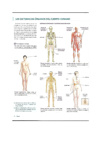 anatomia.pdf