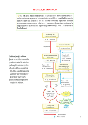 IDEAS-CLAVE-METABOLISMO.pdf