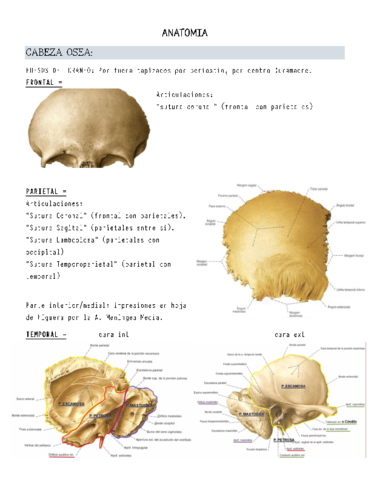 Neuroanatomia.pdf