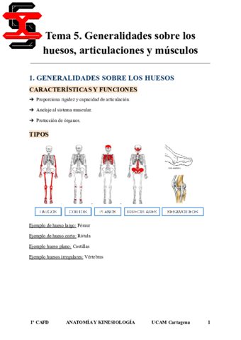 Tema-5-Anatomia-y-Kinesiologia.pdf