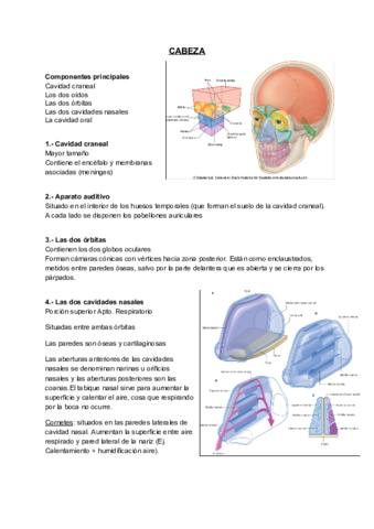 CabezayCraneo.pdf