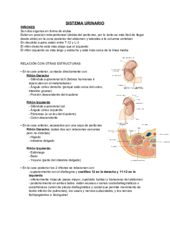 Aparato-urinario.pdf