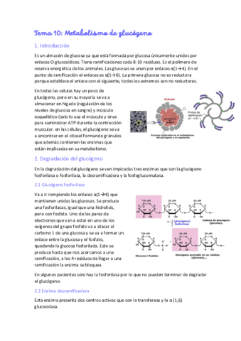 Tema-10-Metabolismo-glucogeno-.pdf