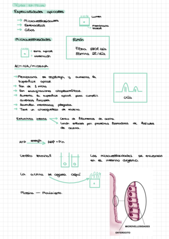 Esquema-tejido-epitelial.pdf