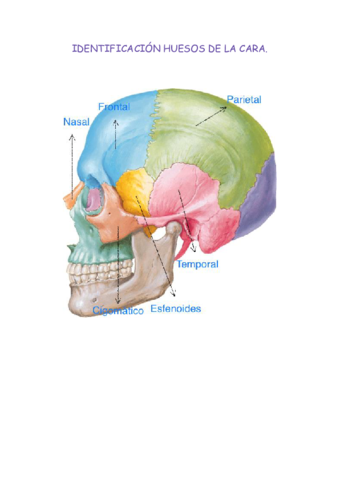 IDENTIFICACION-HUESOS-DE-LA-CARA.pdf