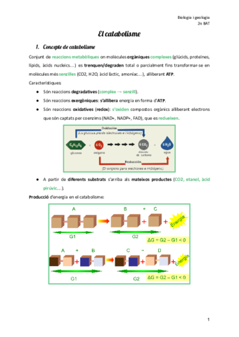 catabolisme.pdf