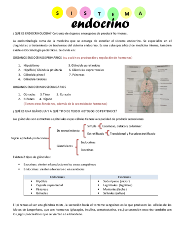 Sistema-Endocrino.pdf