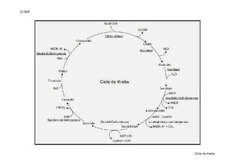 cicle-krebs-processos.pdf