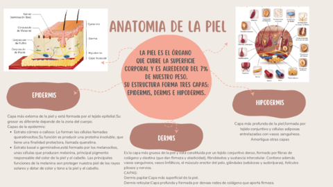 anatomia-de-la-piel.pdf