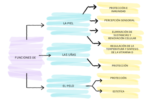 funciones-de-la-piel-pelo-y-unas.pdf