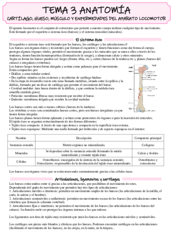 Anatomía tema 3.pdf