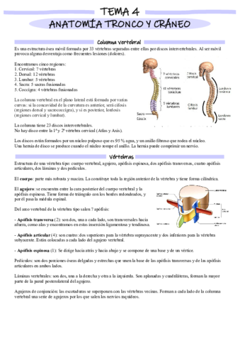 Anatomía tema 4.pdf