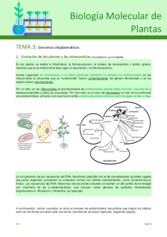 Tema-3-plantas.pdf