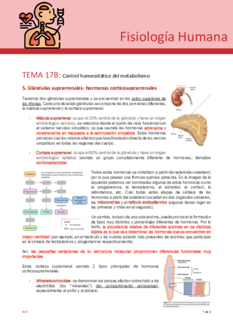 Tema-17B-fisio.pdf