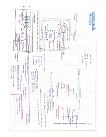 Esquema-catabolizacion.pdf