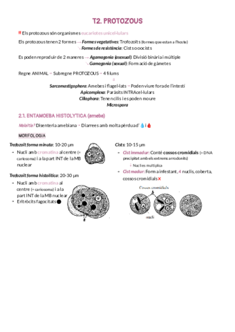 T2PROTOZOUS.pdf