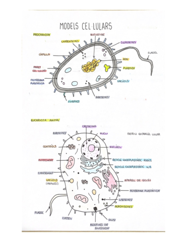 Dibujos-modelos-celulares.pdf